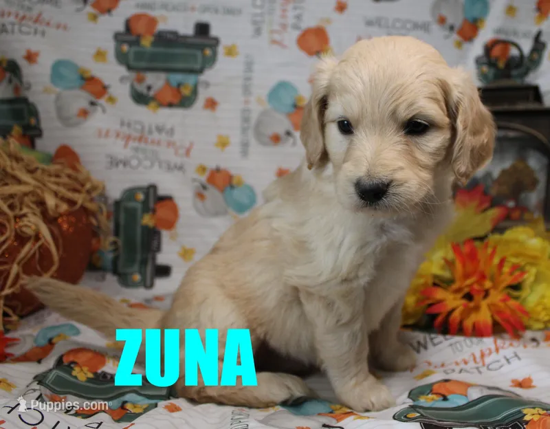Zuna – Goldendoodle puppy for sale in Jasper, AR