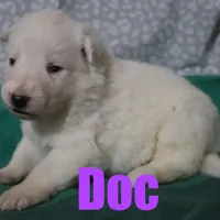 Doc, a male German Shepherd Dog for sale in Jasper, AR – Photo 1 of 2