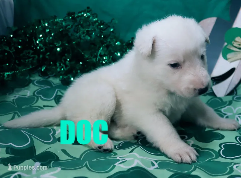 Doc – German Shepherd Dog puppy for sale in Jasper, AR