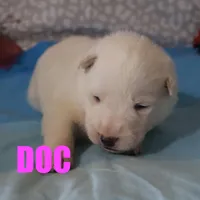 Doc, a male German Shepherd Dog for sale in Jasper, AR – Photo 2 of 2