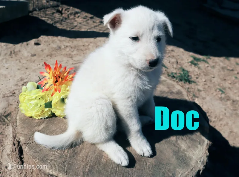 Doc – German Shepherd Dog puppy for sale in Jasper, AR