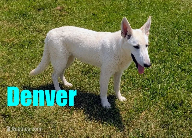 Denver – German Shepherd Dog puppy for sale in Jasper, AR