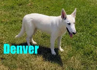 Denver, a male German Shepherd Dog for sale in Jasper, AR – 1 of 5