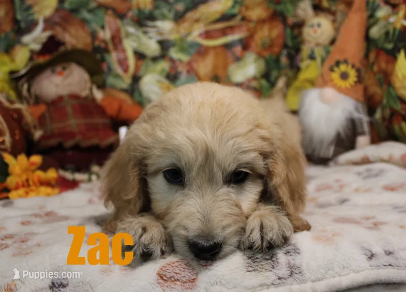 Zac – Goldendoodle puppy for sale in Jasper, AR