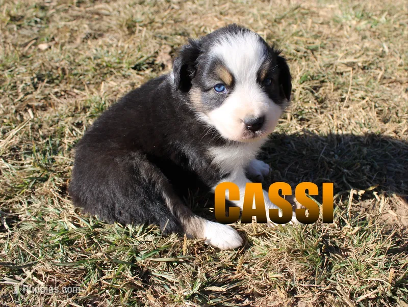 Cassi – Australian Shepherd puppy for sale in Jasper, AR
