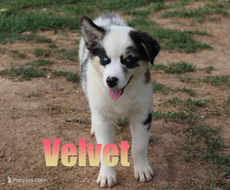 Velvet – Australian Shepherd puppy for sale in Jasper, AR