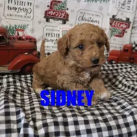 Sidney, a female Poodle - Miniature  for sale in Jasper, AR – Photo 6 of 6