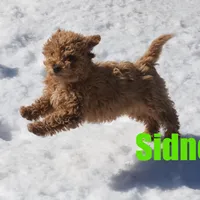 Sidney, a female Poodle - Miniature  for sale in Jasper, AR – Photo 3 of 6