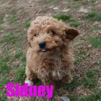 Sidney, a female Poodle - Miniature  for sale in Jasper, AR – Photo 4 of 6
