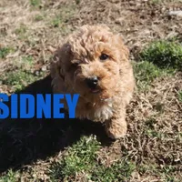 Sidney, a female Poodle - Miniature  for sale in Jasper, AR – Photo 5 of 6