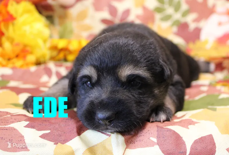 Ede – Australian Shepherd, German Shepherd Dog puppy for sale in Jasper, AR