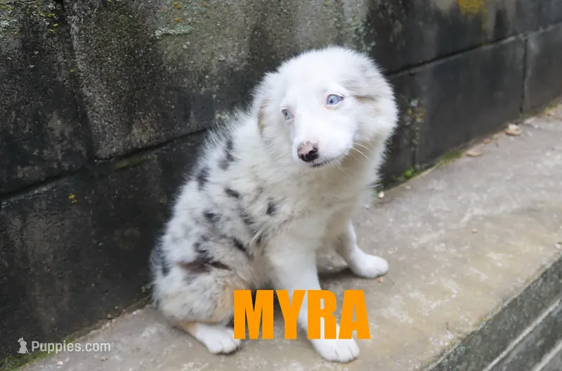 Myra – Miniature Australian Shepherd puppy for sale in Jasper, AR