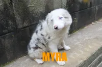 Myra, a female Miniature Australian Shepherd for sale in Jasper, AR – 3 of 10