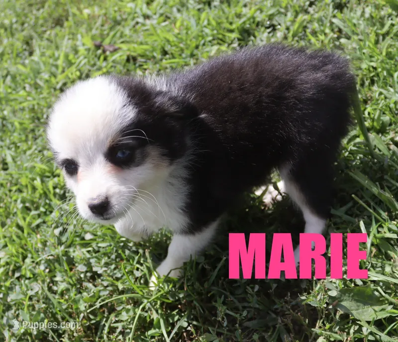 Marie – Miniature Australian Shepherd puppy for sale in Jasper, AR