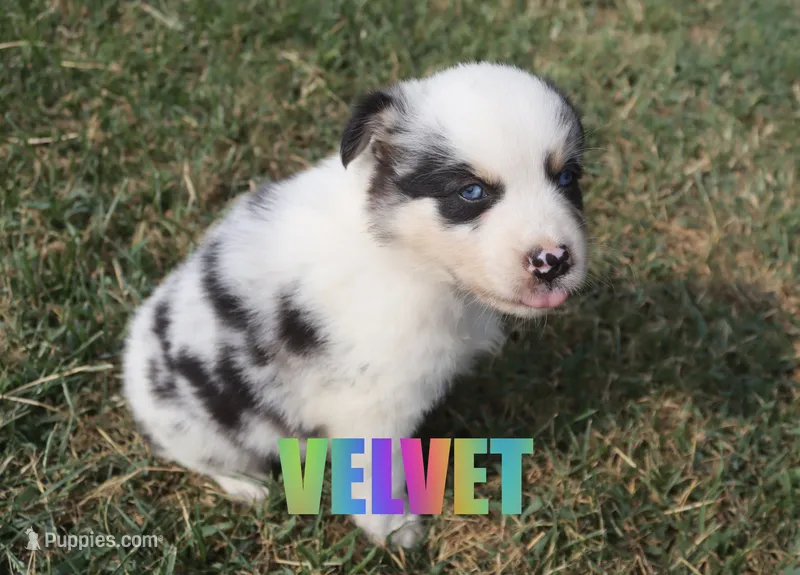 Velvet – Australian Shepherd puppy for sale in Jasper, AR
