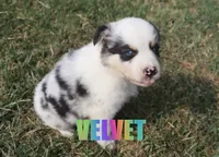 Velvet, a female Australian Shepherd for sale in Jasper, AR – 4 of 8