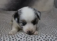 Trixie, a female Miniature American Shepherd for sale in Jasper, AR – 2 of 3