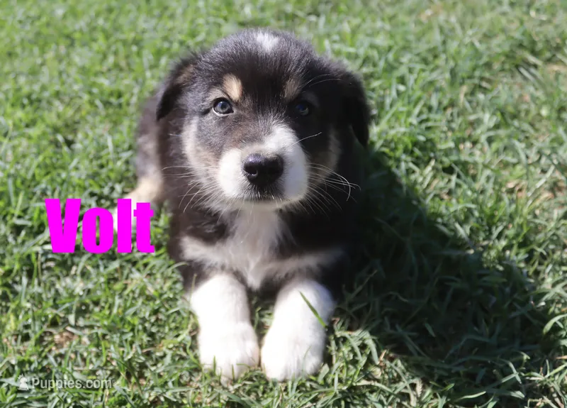 Volt – Australian Shepherd puppy for sale in Jasper, AR