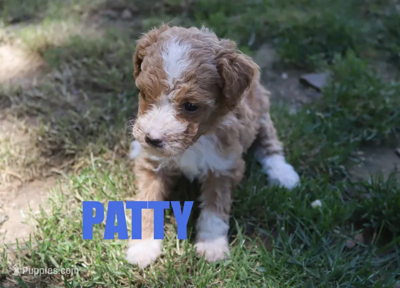 Patty – Poodle - Miniature  puppy for sale in Jasper, AR