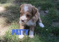 Patty, a female Poodle - Miniature  for sale in Jasper, AR – 1 of 3