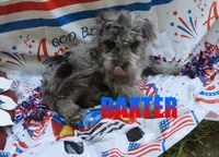 Baxter, a male Miniature Aussiedoodle for sale in Jasper, AR – 2 of 10