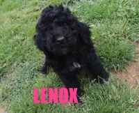 Lenox, a male Poodle - Standard  for sale in Jasper, AR – 1 of 5