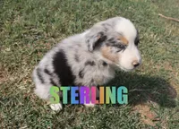 Sterling, a male Australian Shepherd for sale in Jasper, AR – 2 of 2