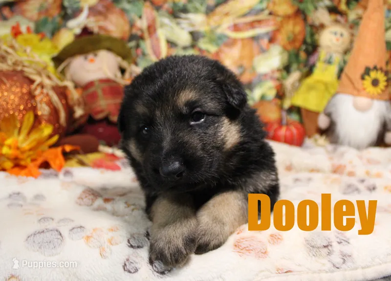 Dooley – German Shepherd Dog puppy for sale in Jasper, AR
