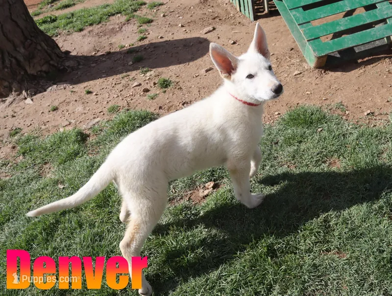 Denver, a male German Shepherd Dog for sale in Jasper, AR – Photo 1 of 1