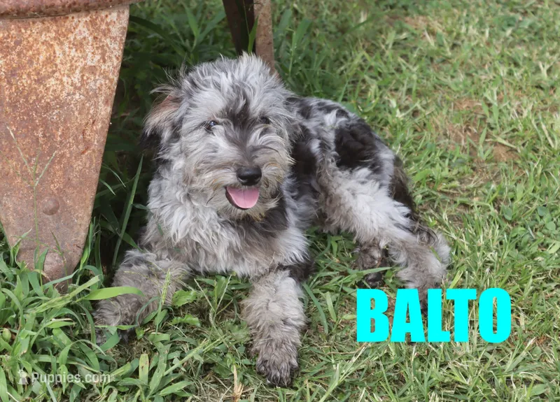 Balto – Miniature Aussiedoodle puppy for sale in Jasper, AR