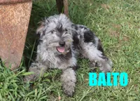 Balto, a male Miniature Aussiedoodle for sale in Jasper, AR – 1 of 10