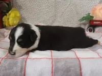 Faith, a male Australian Shepherd for sale in Jasper, AR – Photo 3 of 3