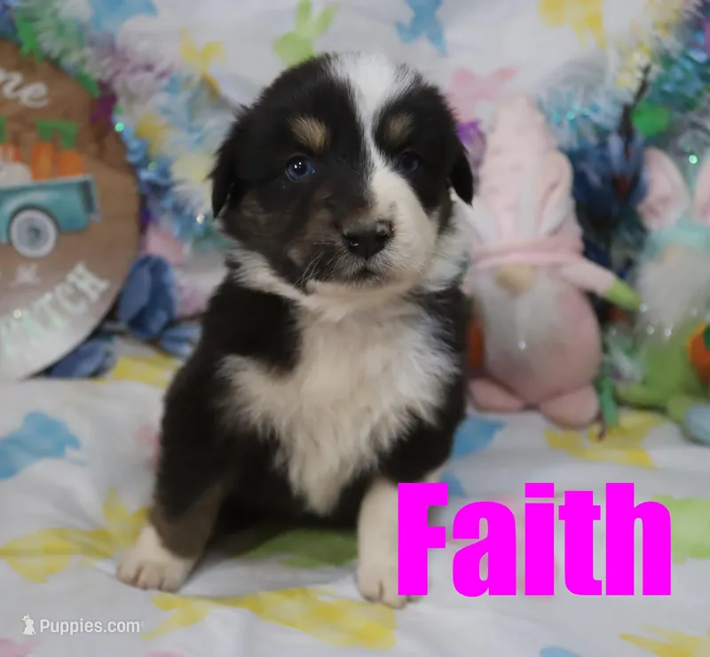Faith – Australian Shepherd puppy for sale in Jasper, AR