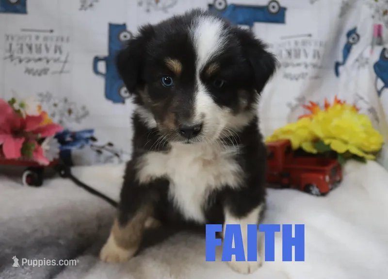 Faith – Australian Shepherd puppy for sale in Jasper, AR