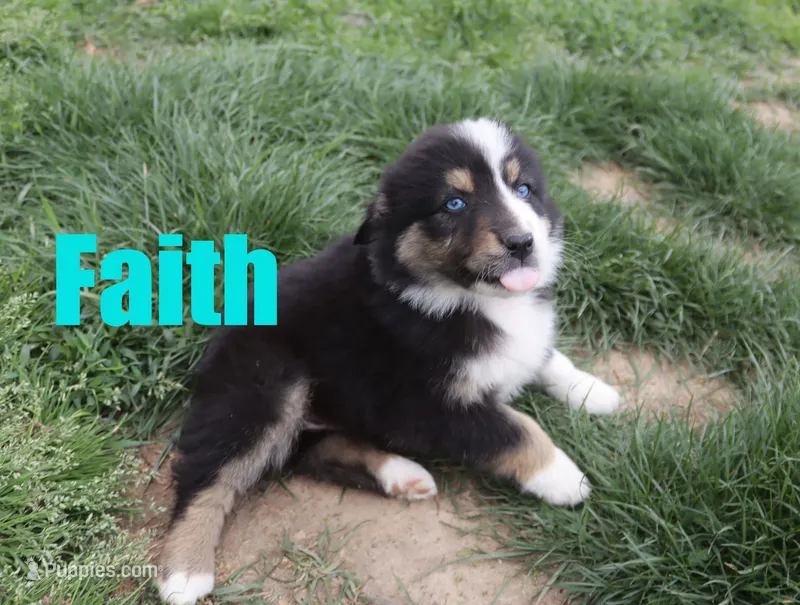 Faith – Australian Shepherd puppy for sale in Jasper, AR