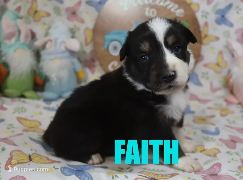 Faith – Australian Shepherd puppy for sale in Jasper, AR