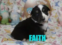 Faith, a male Australian Shepherd for sale in Jasper, AR – Photo 1 of 3