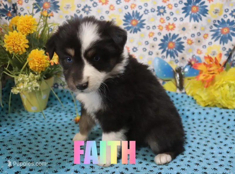 Faith – Australian Shepherd puppy for sale in Jasper, AR