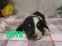 Faith, a male Australian Shepherd for sale in Jasper, AR – Photo 2 of 3