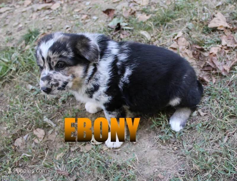 Ebony – Australian Shepherd, German Shepherd Dog puppy for sale in Jasper, AR