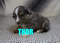 Thor, a male Miniature Australian Shepherd for sale in Jasper, AR – 6 of 8