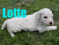 Lotte, a female Poodle - Standard  for sale in Jasper, AR – 3 of 3