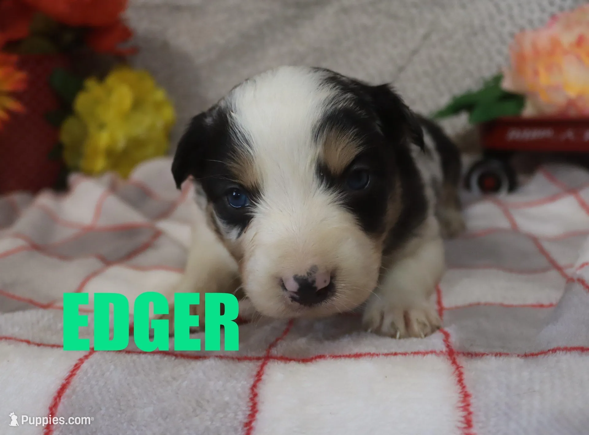 Edger, a male Australian Shepherd for sale in Jasper, AR – Photo 3 of 4
