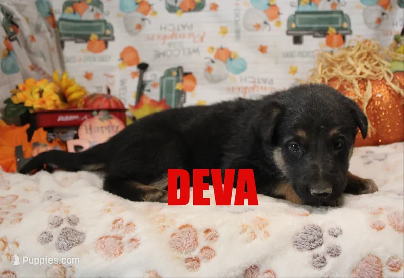 Deva – German Shepherd Dog puppy for sale in Jasper, AR