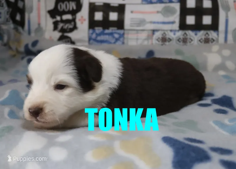 Tonka – Miniature Australian Shepherd puppy for sale in Jasper, AR