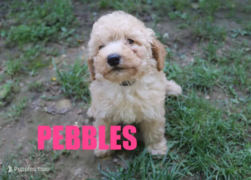Pebbles – Poodle - Miniature  puppy for sale in Jasper, AR