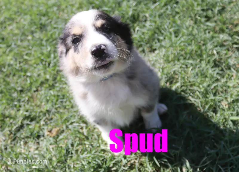 Spud – Australian Shepherd puppy for sale in Jasper, AR