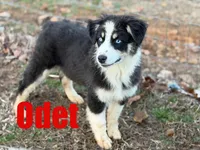 Odet, a female Australian Shepherd for sale in Jasper, AR – Photo 1 of 5