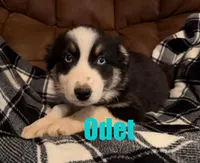 Odet, a female Australian Shepherd for sale in Jasper, AR – Photo 3 of 5