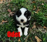 Odet, a female Australian Shepherd for sale in Jasper, AR – Photo 5 of 5